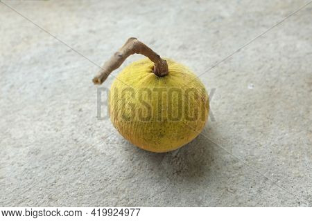 One Fresh Ripe Santol Or Sentul Fruit (sandoricum Koetjape) Isolated On On Cement Floor Background.t