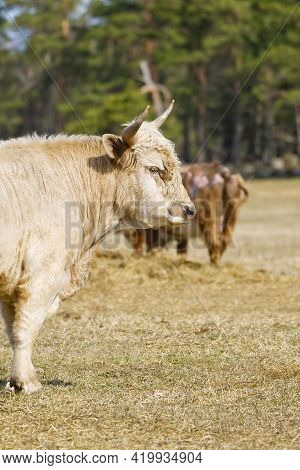 Portrait Of Blonde Aquitaine Breed Cow In The Meadow Autumn Field. Free Grazing