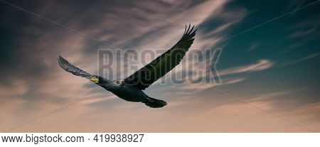 A Panorama Of A Detailed Cormorant In Flight With Spread Wings. Against A Blue, Green And Orange Sky