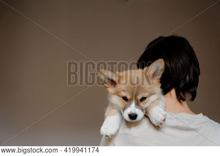Young Female Holding Cute Little Pembroke Welsh Corgi Puppy. Taking Care And Adopting Pets Concept. 
