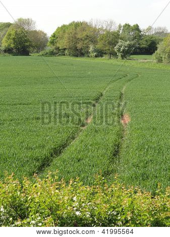 Campo rurale canzoni