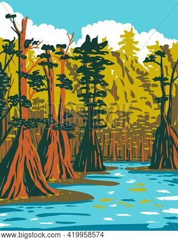 Wpa Poster Art Of Baldcypress Tree Growing In The Southern Swamp Of Apalachicola National Forest Loc
