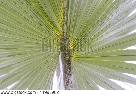 Close Up View Of Blue Latan Palm
