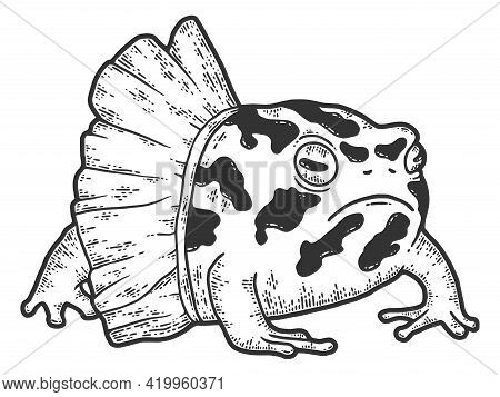 Frog Breviceps, In Ballet Tutu. Sketch Scratch Board Imitation. Black And White. Engraving Vector Il