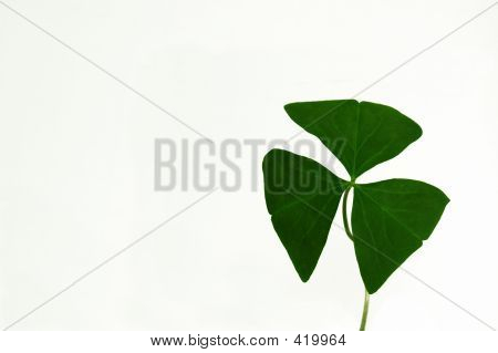 토끼풀