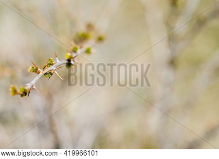Branch Of  Gooseberry Bush With Thorns And Young Leaves In Spring. Cultivation Of Berry Bushes. Sele