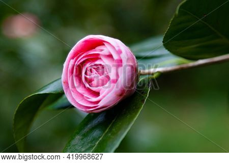 Camelia Rosa Coltivata, Sbocciata Da Poco, Primo Piano