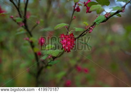 Ribes Sanguineum.flowering Currant, Redflower Currant, Or Red-flowering Currant, Is A North American