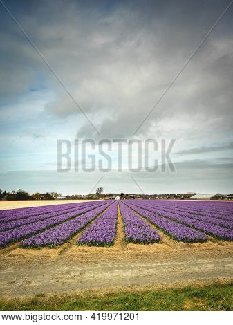 Tulipfields Close To Lisse In The Netherlands.