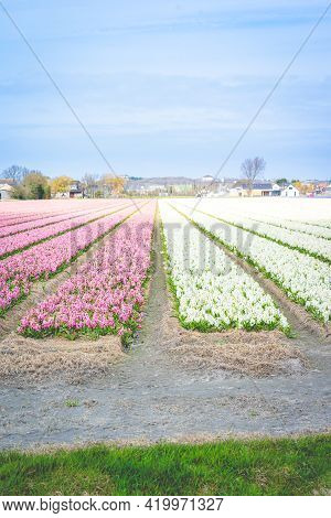 Tulipfields Close To Lisse In The Netherlands.