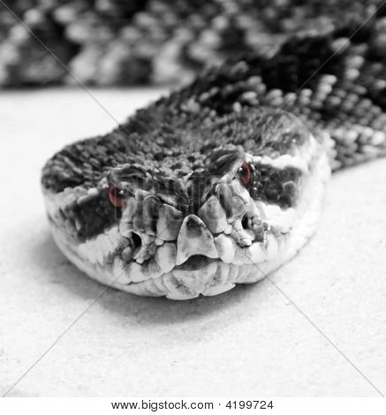 동부 쪽 다이아몬드 방울뱀
