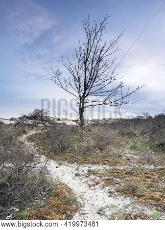 A Lonesome Tree In The Morning Of The Dunes Of Kijkduin, The Netherlands