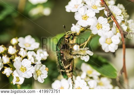 Insect Cetonia Aurata, On The Small, Snow-white Flowers Of Lobularia Maritima Alissum Maritimum.