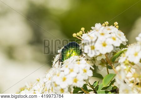 Insect Cetonia Aurata, On The Small, Snow-white Flowers Of Lobularia Maritima Alissum Maritimum.