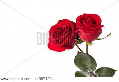 Two  red Roses isolated on white background.