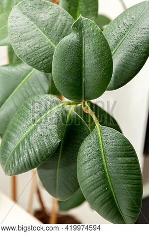 Ficus Elastica With Large Smooth Leaves. Rubber Ficus. Houseplants. High Quality Photo