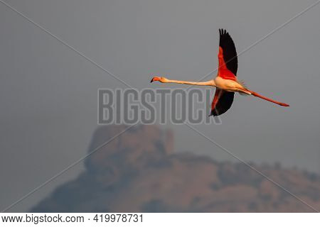 A Lesser Flamingo In Flight With Its Complete Wing Span Open With Beautiful Colours At Jawai, Rajast