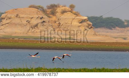 A Flock Of Lesser Flamingo In Flight With Their Complete Wing Span Open With Beautiful Colours At Ja
