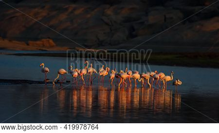 A Group Of Lesser Flamingos Bathing Their Beautiful Pink Colour In The Cool Morning Glow Of Sun In T
