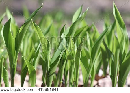 The Leaves Of Spring Flowers Lilies Of The Valley Have Grown Already Large.