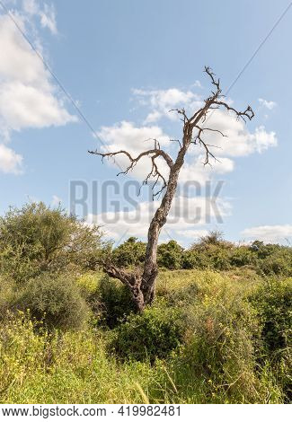 A Large Dry Tree Is Near The Excavations Of The Ancient Burial Caves Of The Sidonian Near The Maresh