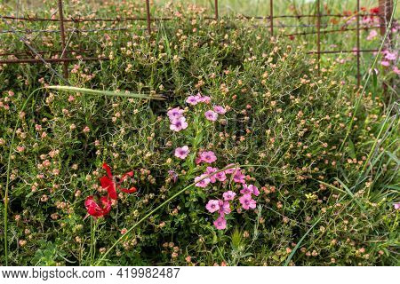 Bushes With Lots Of Small Fresh Pink Flowers Grow In The Meadow Near The Excavations Of The Ancient 