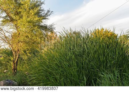 Green Tree And Grass On The Park,