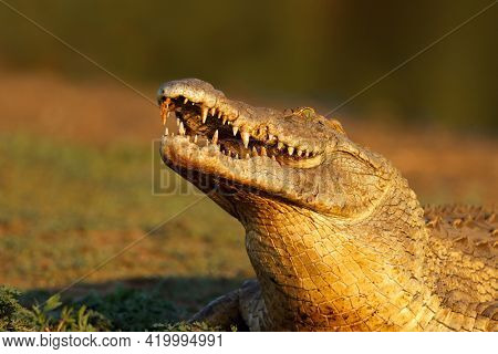 Portrait of a large Nile crocodile (Crocodylus niloticus) with open jaws, Kruger National Park, South Africa