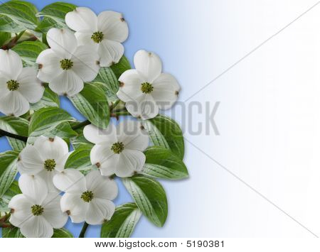Florales fleurs de cornouiller de frontière