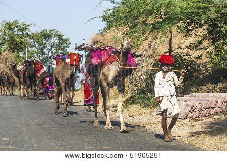 A Rajasthani Tribal Man Wearing Traditional Colorful Red Turban And Protects The Goats