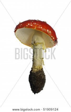 Red Toadstool