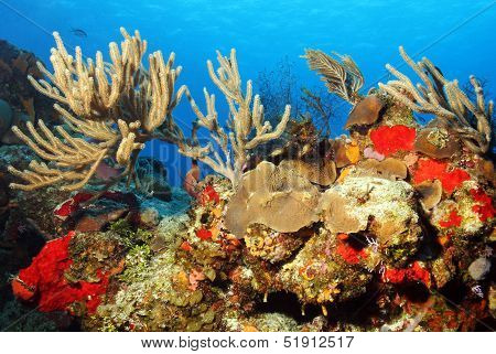 Coral Reef