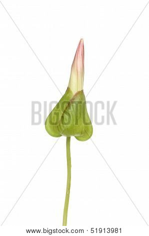 Bindweed Bud
