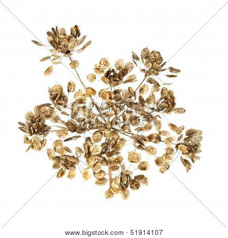 Cowparsley Seed