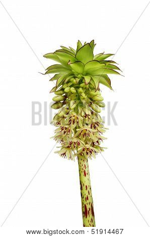 Eucomis Bicolour