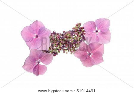 Hydrangea Flower