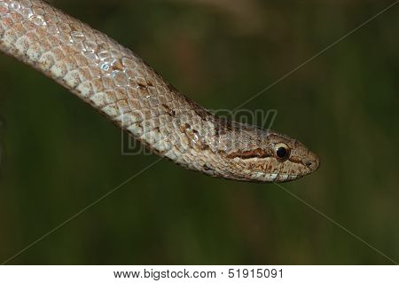 Smooth Snake (coronella Austriaca)