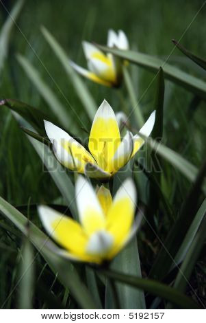 Biało żółte tulipany