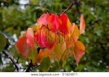 Fall Colors