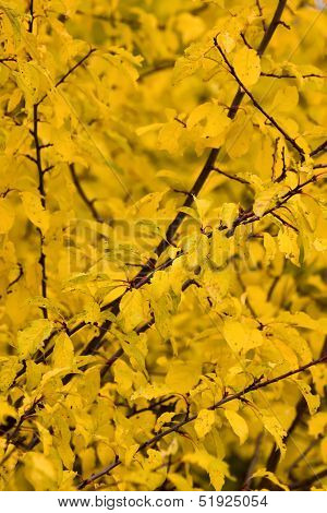 Fall Colors