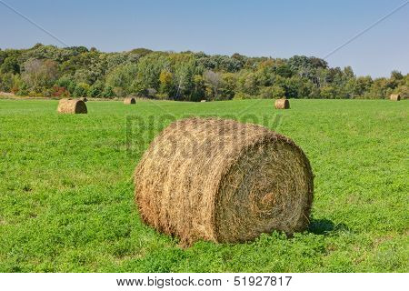Prominent Single Haystack