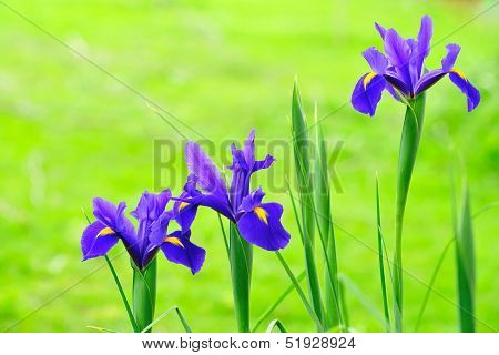 Array Of Iris #2