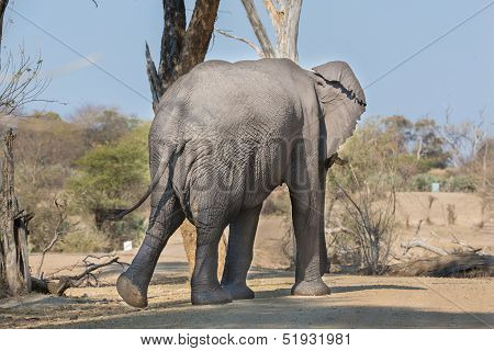 walking elephant