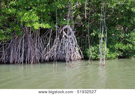 mangrove trees in caribbean sea