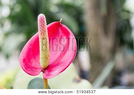 Spadix.