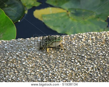 View of green toad