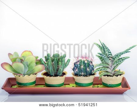 Succulent Cactus Plants In A Rectangular Vessel