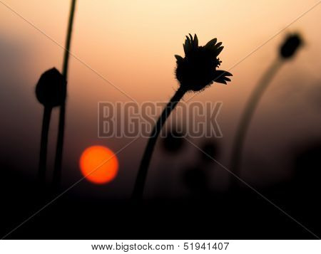 simple silhouette