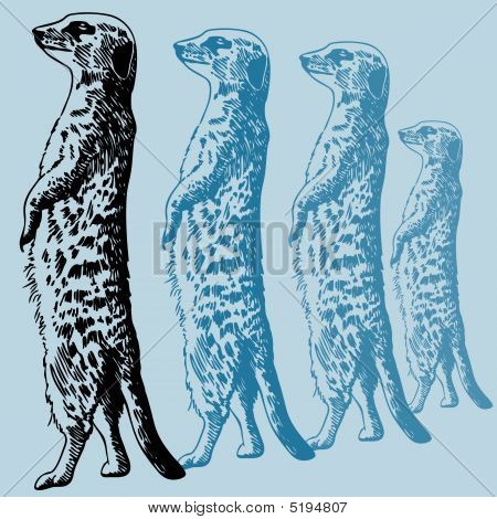 Meercat 立って図面