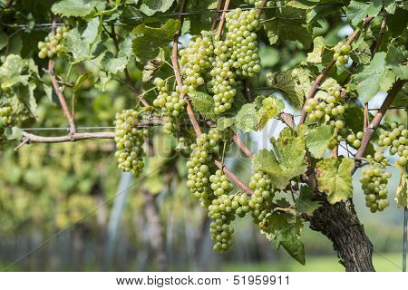 White Grapes In The Vineyard